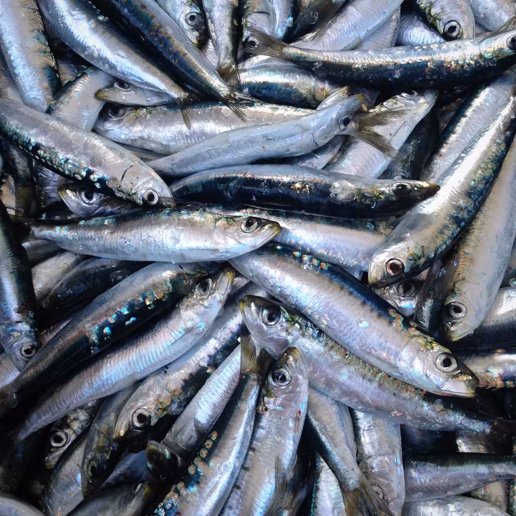 Health Benefits of Sardines