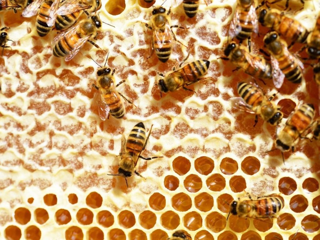 Health Benefits of Honey