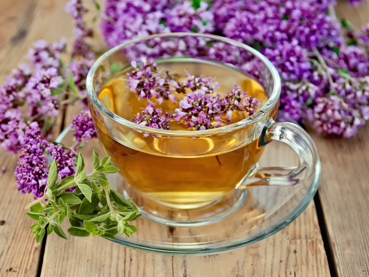 health benefits of Oregano Tea