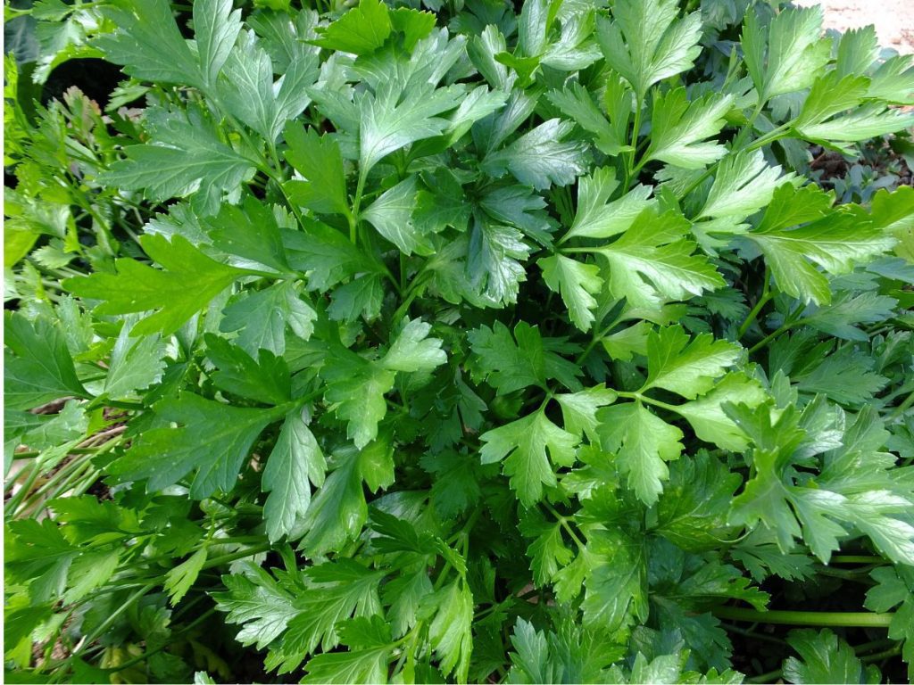 Benefits of Parsley