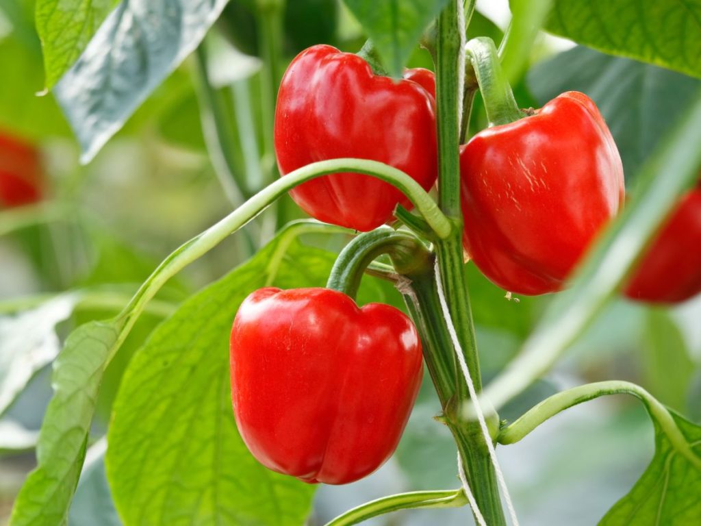 Benefits of Red Bell Peppers for cancer