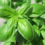 Health Benefits of Basil