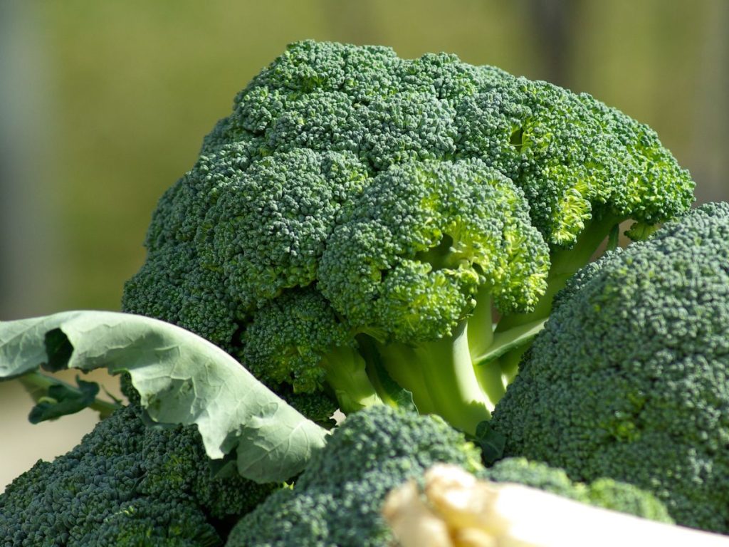 Health Benefits of Broccoli