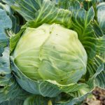 Health Benefits of Cabbage