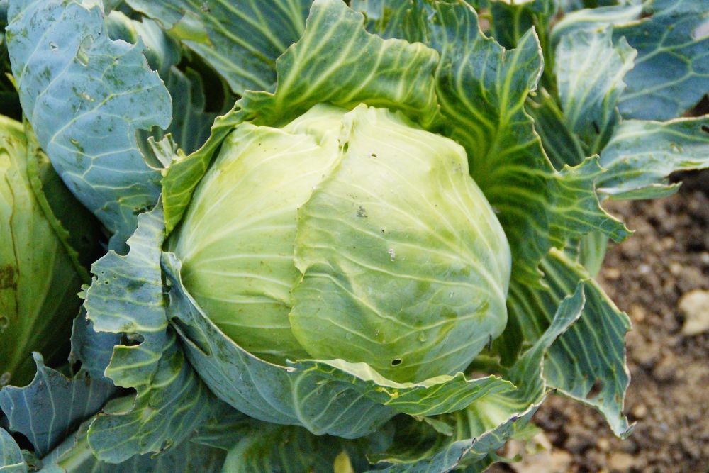 Health Benefits of Cabbage