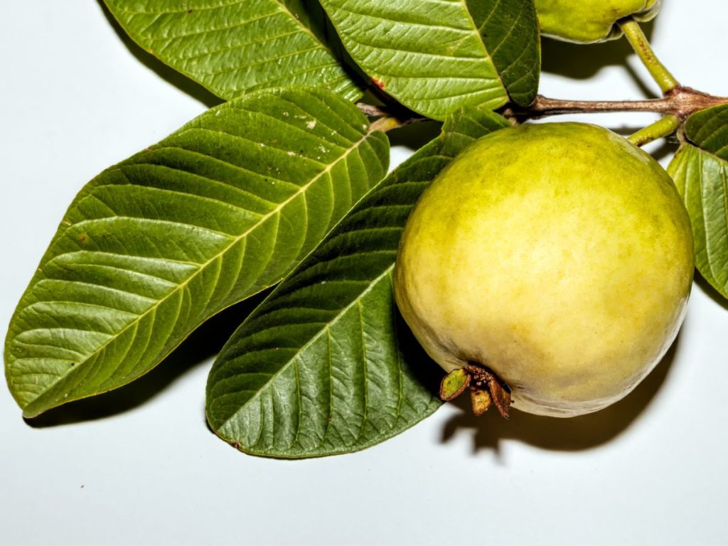 guava leaves benefits