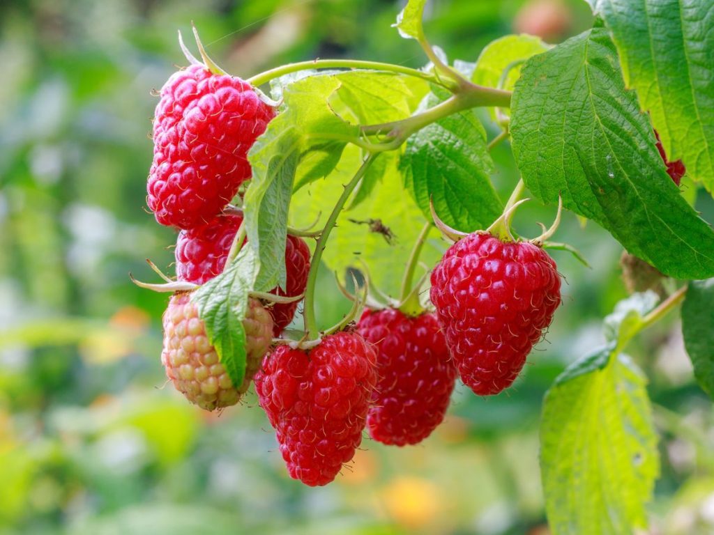 Health Benefits of Raspberries