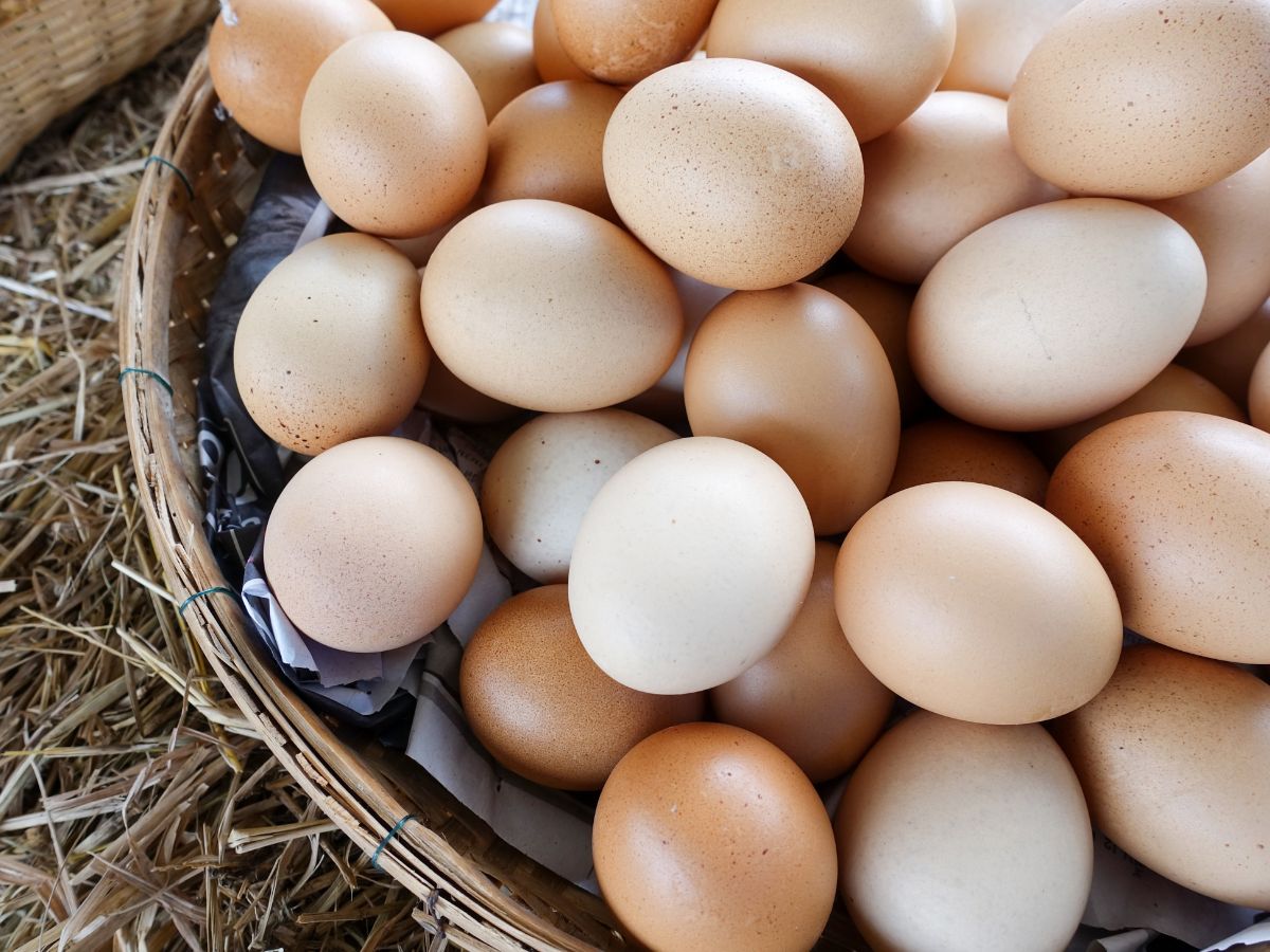 Health Benefits of Eggs